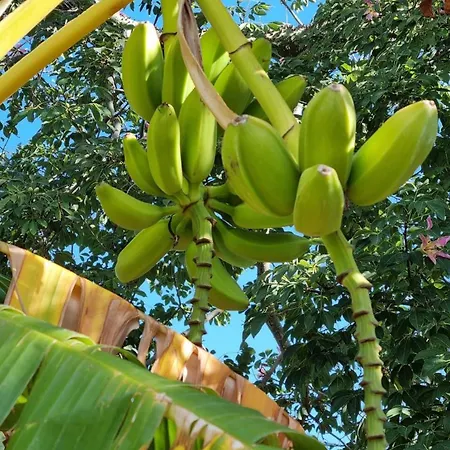 Tatil Evi Elba-bella Casa In Campagna, Meraviglioso Giardino, Animali Ammessi