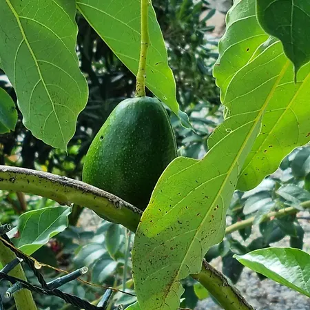 Elba-bella Casa In Campagna, Meraviglioso Giardino, Animali Ammessi Σπίτι διακοπών